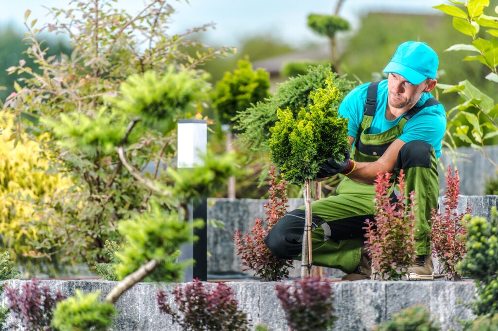 Landscaper Staking a Plant